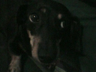 mitzy2.jpg (18151 bytes)